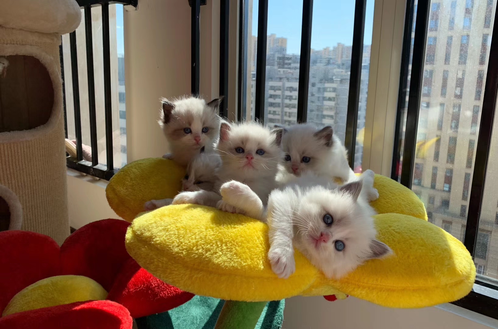 开宠物店基本要懂的哪些知识技能,开宠物店需要具备的条件有哪些呢