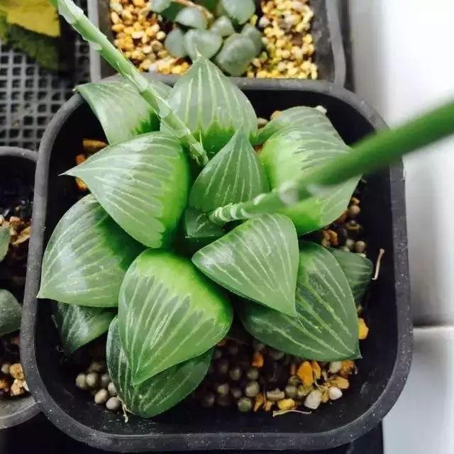 水晶的多肉植物有哪些品种,像水晶的多肉植物图片