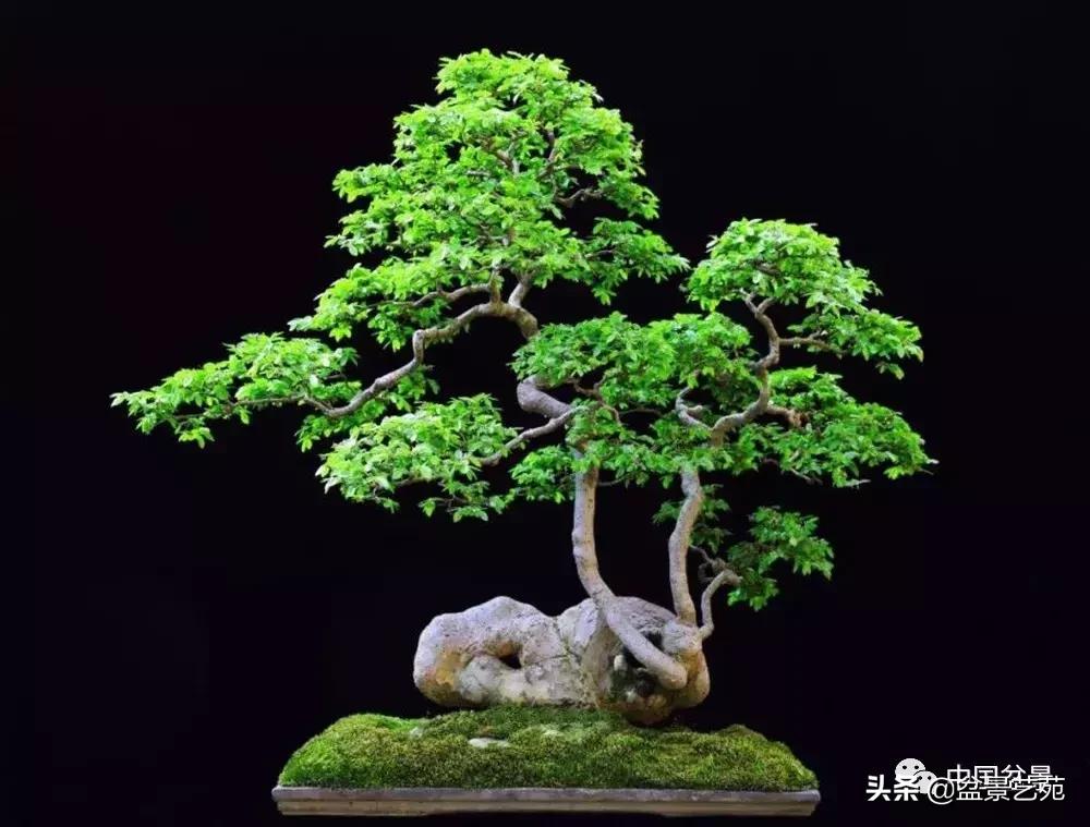 推荐36种好养的盆景植物,茶桌上养什么盆景植物