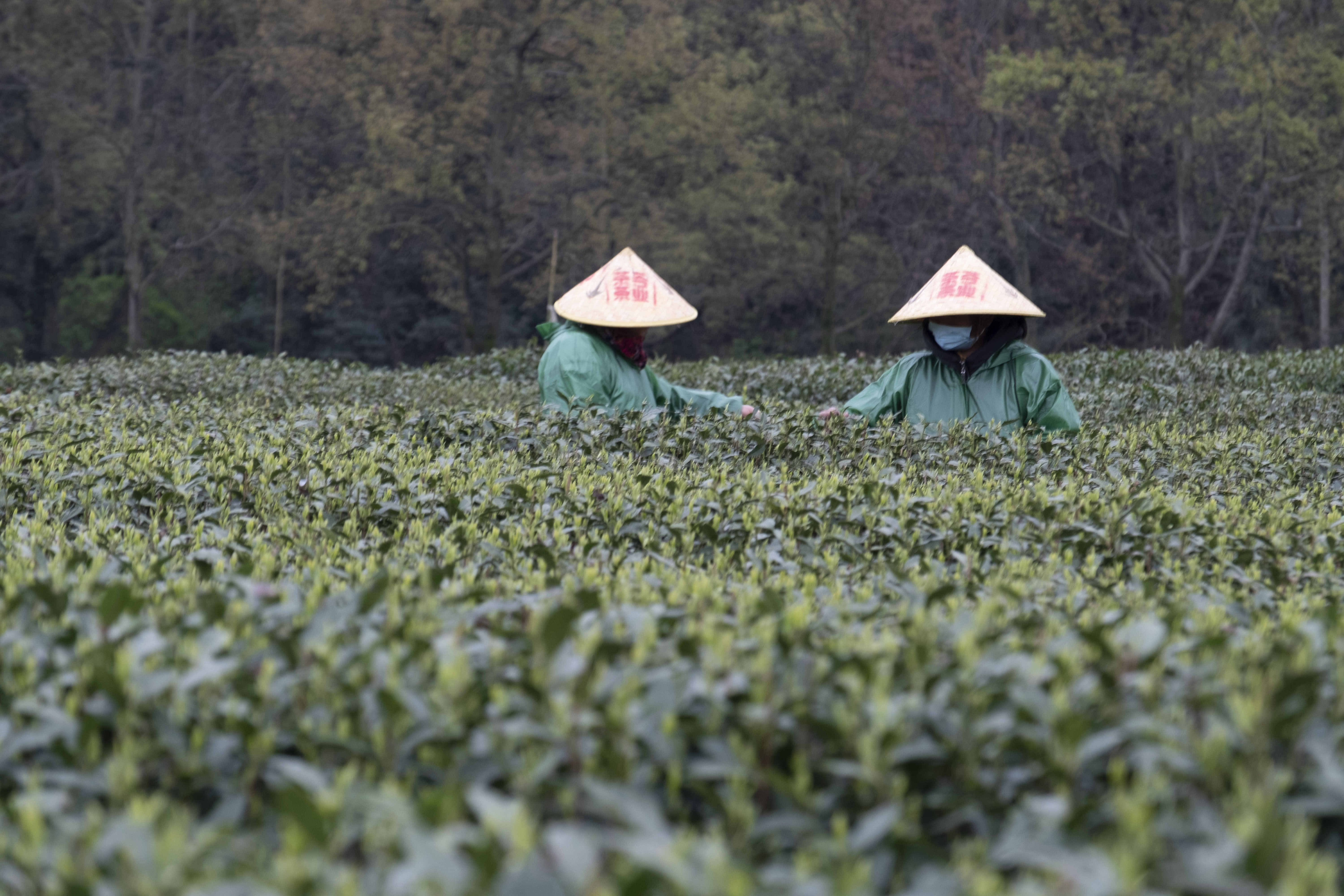 西湖龙井春茶季,龙井茶西湖明前春茶