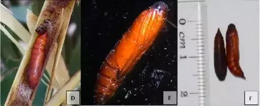 柑橘里面有虫子是怎么回事,柑橘果实有虫子