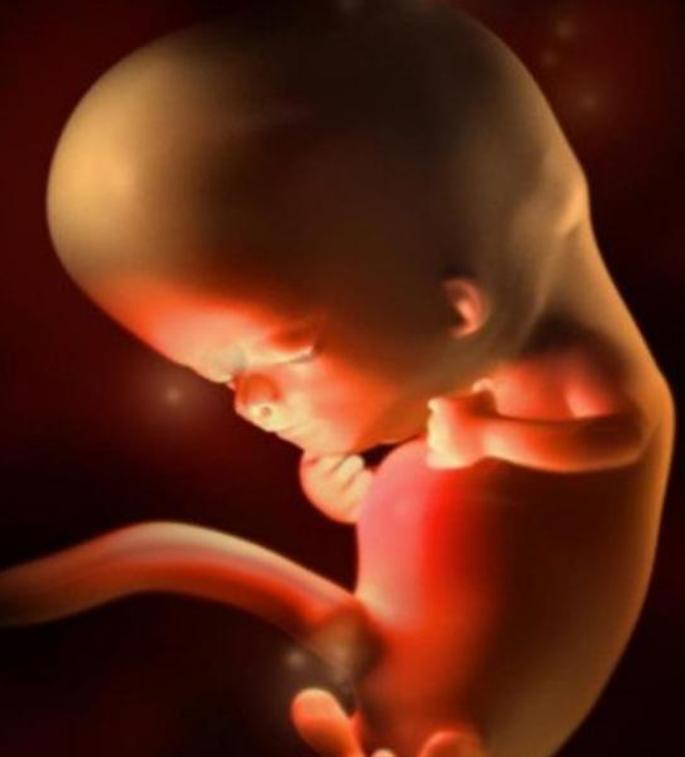 胎儿形成全过程曝光，9张高清图让你致敬母亲：母爱有多伟大