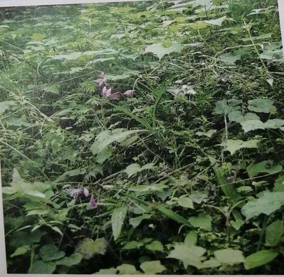 止血收敛的药有哪些,收敛止血中成药有哪些