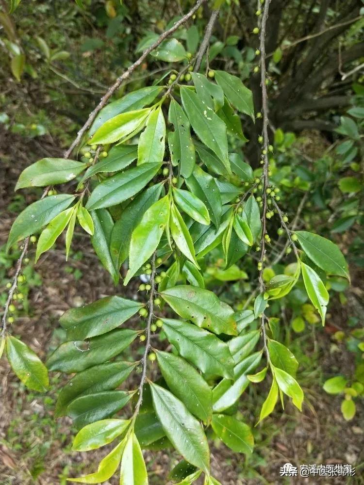 认识身边的中药材,认识中医寻找身边的中药