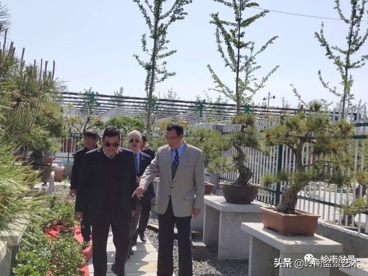 盆景产业的前景,我的盆景创业之路