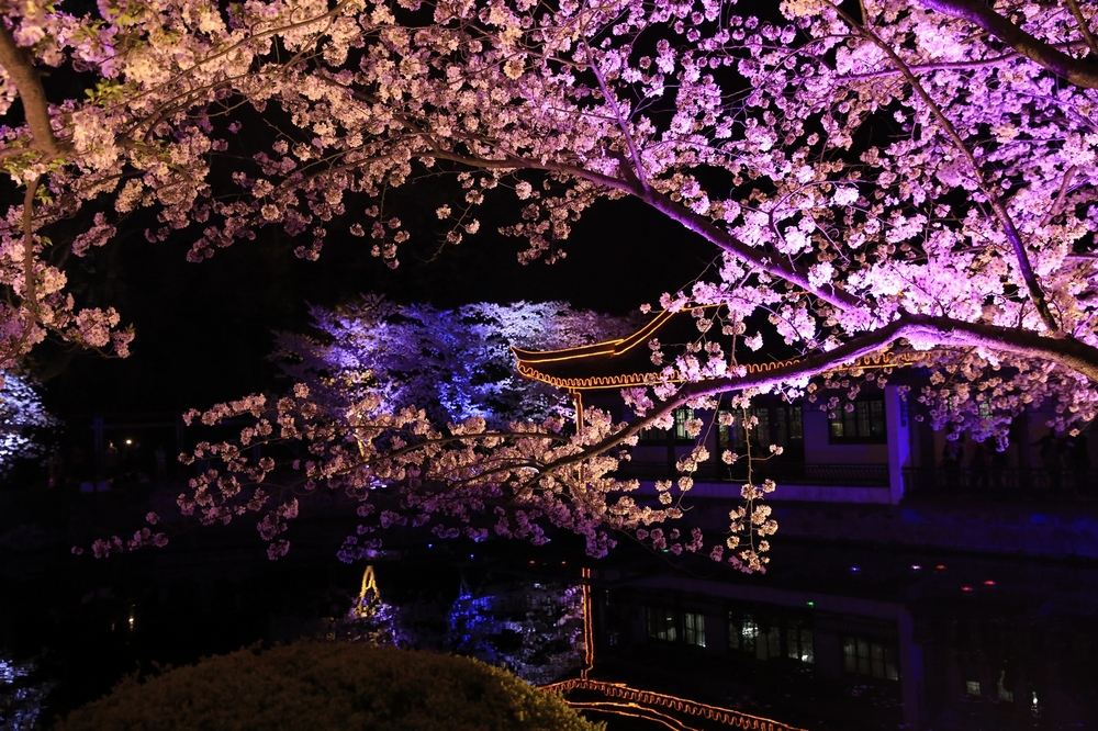 去日本看樱花的攻略,日本人第一次到中国看最大的樱花