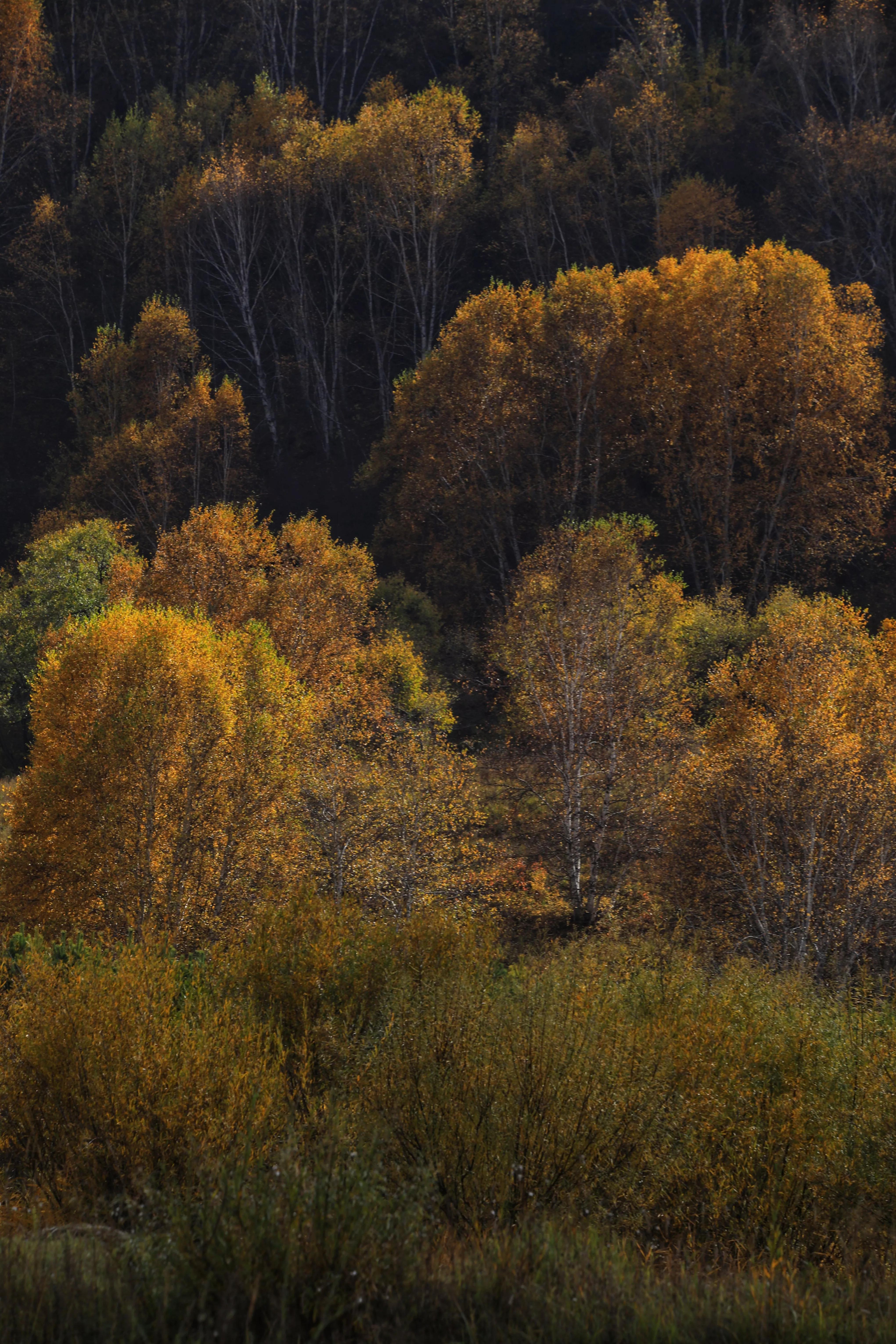 坝上秋色草原,坝上草原游记作文