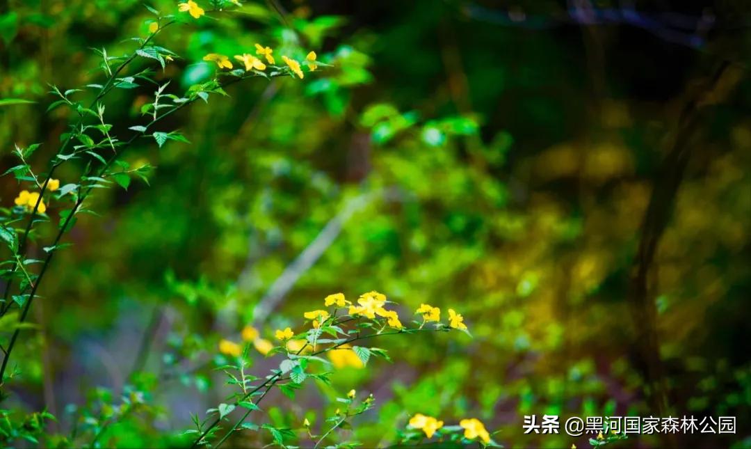 黑河记事——摇钱树的前世今生