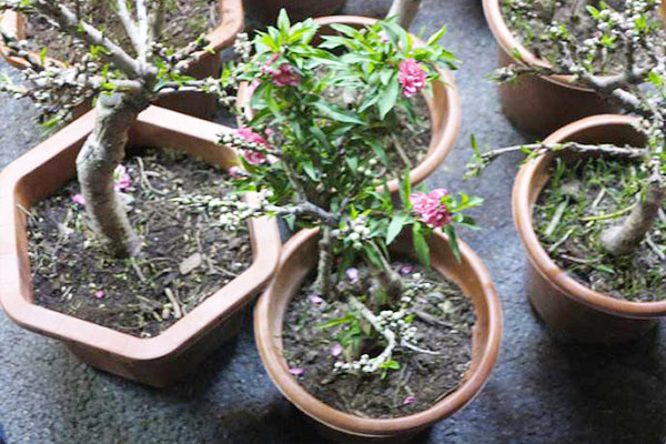 桃花盆栽很好养!瓦盆砂土长势旺,过冬冻一冻花更多!
