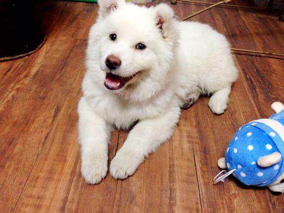 宠物狗训练视频教程全集,宠物狗训练方法和技巧