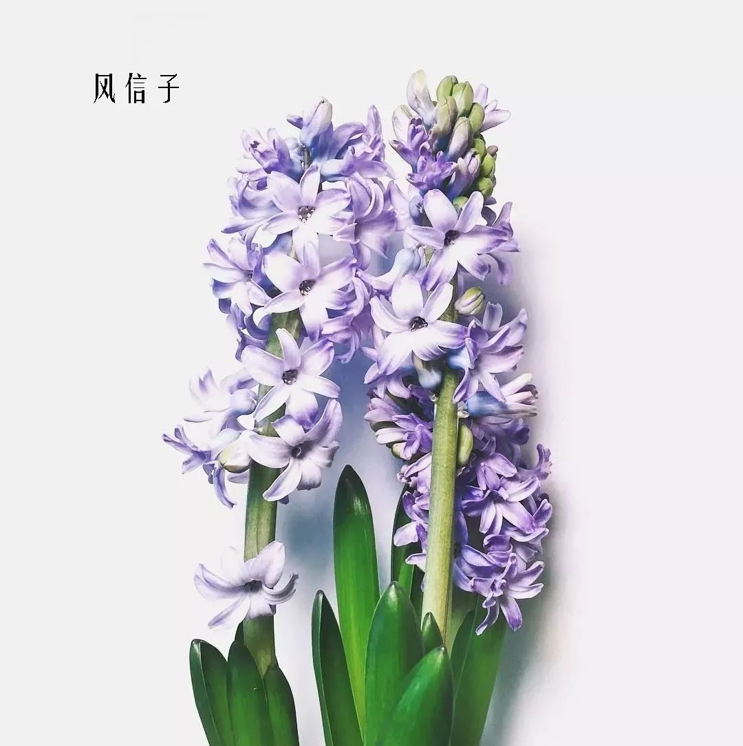 鲜花店常见花材品种大全,花店里同款的两种不同价格的花材