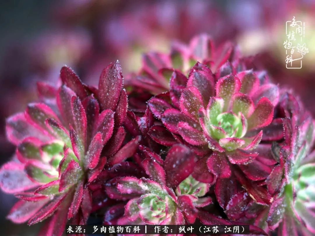 春有约,花不误,多肉与春天有个约会