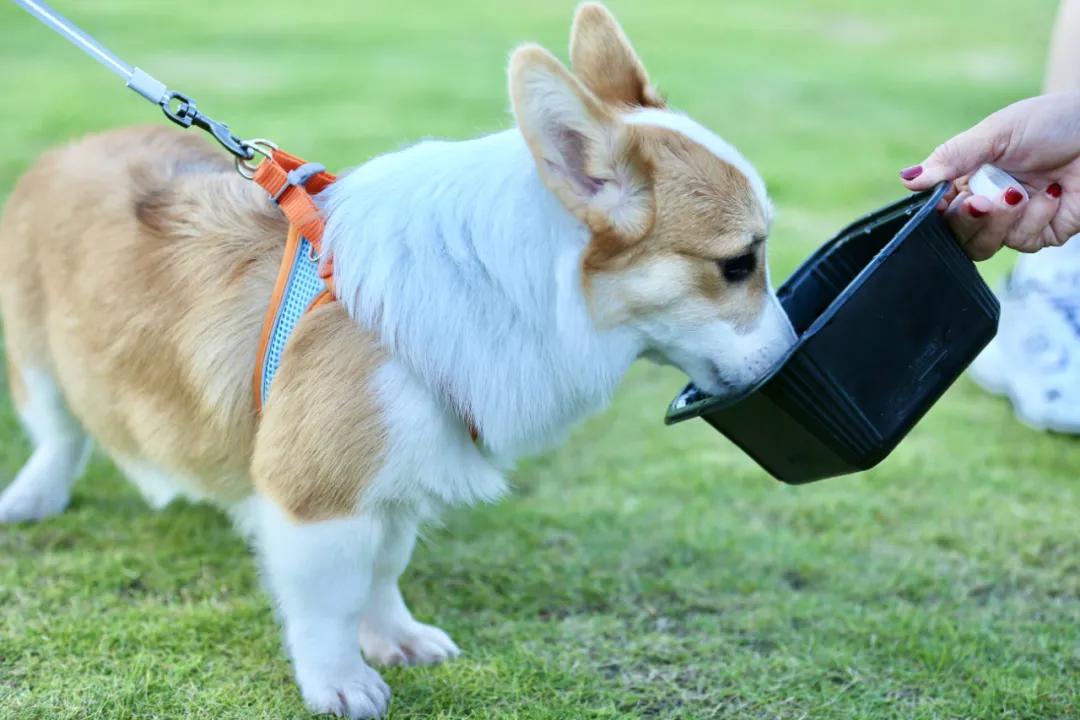 还记得那只C位出道的珠海狗狗么？