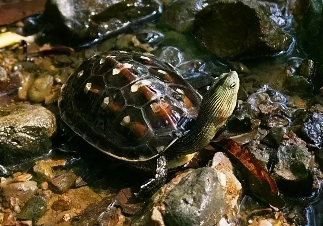 各种龟类图片大全大图,龟类展示会