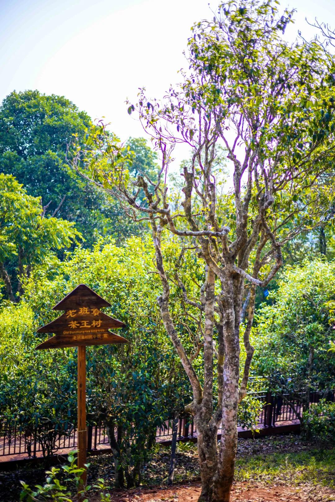 「茗边聚焦七彩云南·庆沣祥系列报道之③」浅谈百山百味