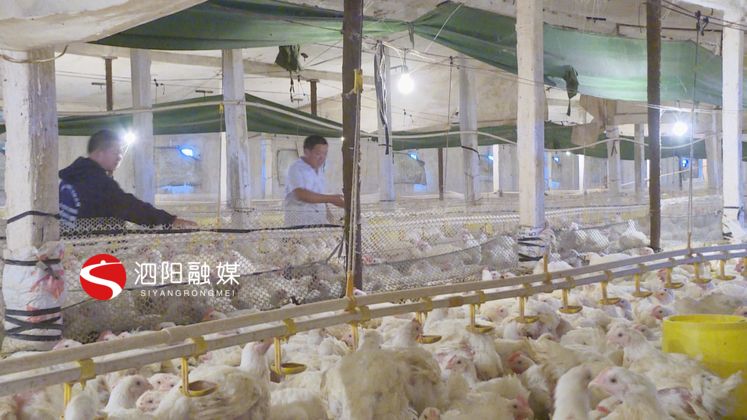 史修银：养殖行业里打拼创业致富不忘家乡人