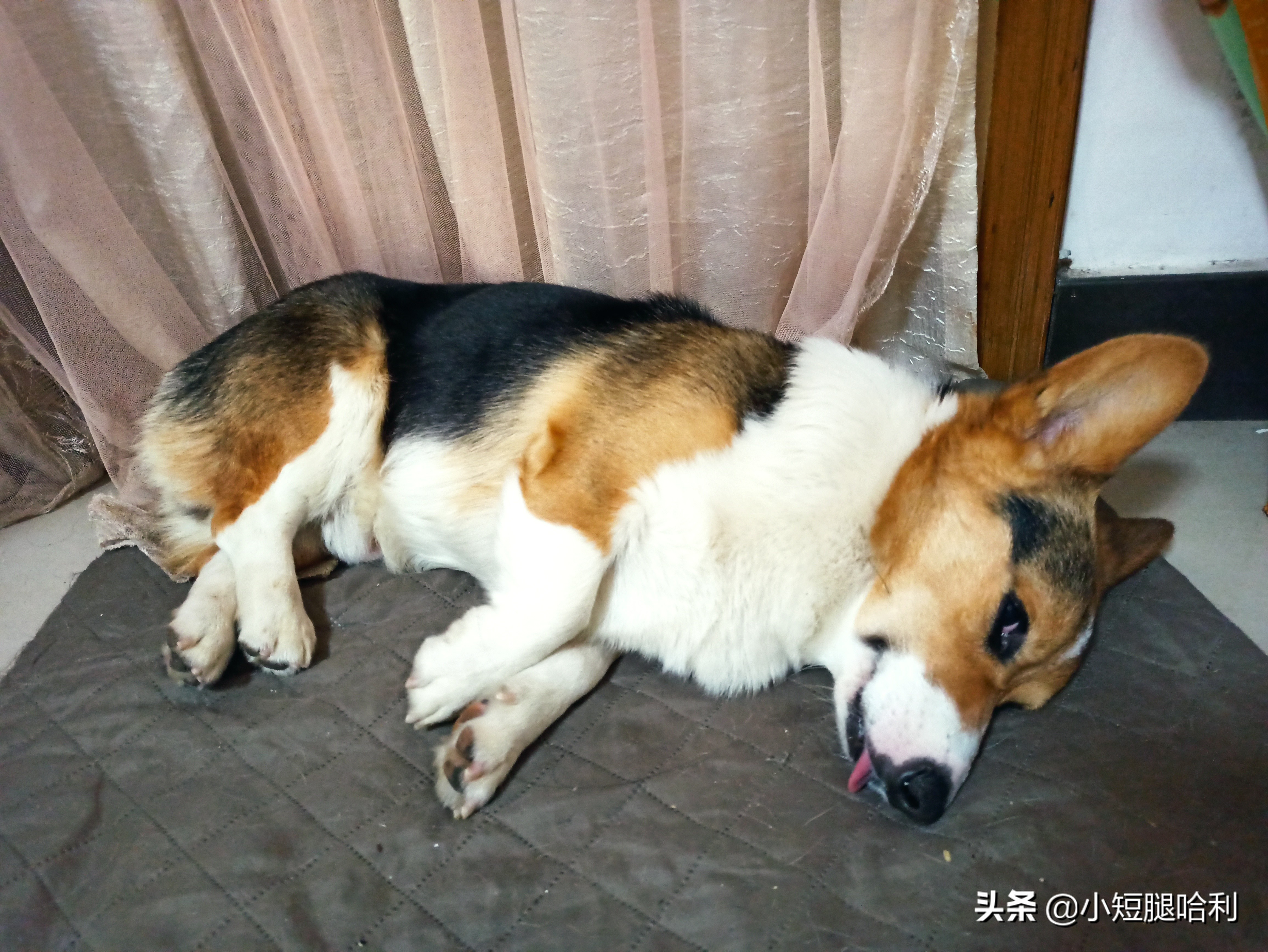 狗舍怎么养柯基,新手养狗适合养柯基吗