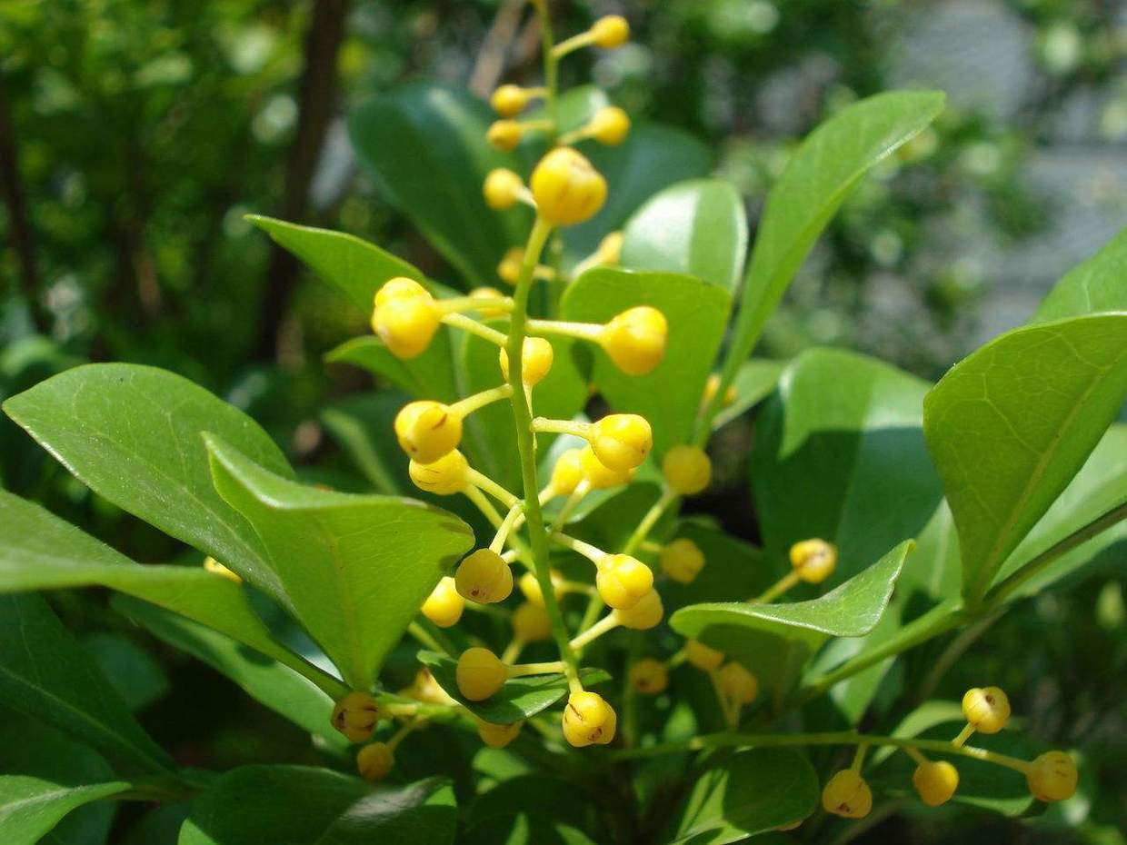 22种花耐旱耐热,天冷种花要注意什么