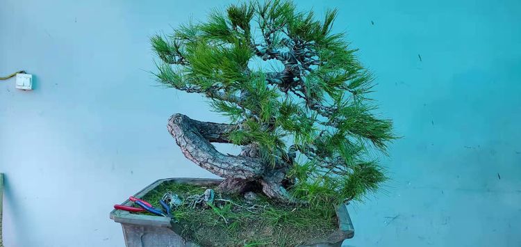 金奖精品黑松盆景 (日本国风展黑松盆景高清图)