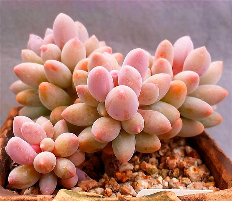 多肉中的“萌宠小萝莉”，天然自成悬崖桩，撸撸叶子就爆头