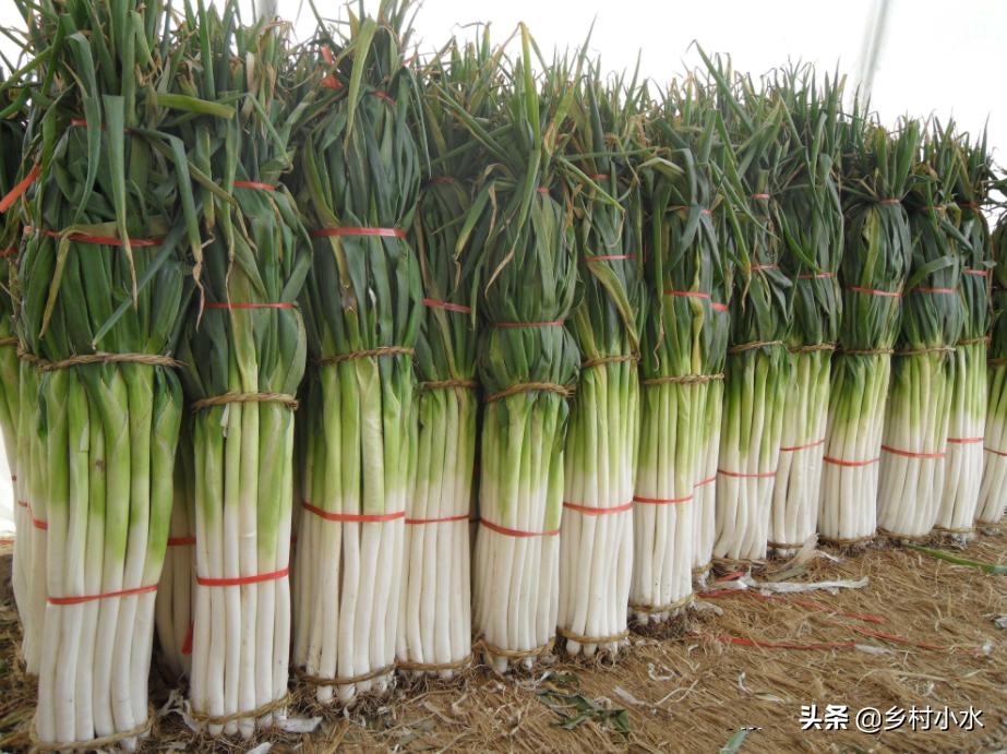 怎么才能种好大葱,怎样种植的大葱才能长得快