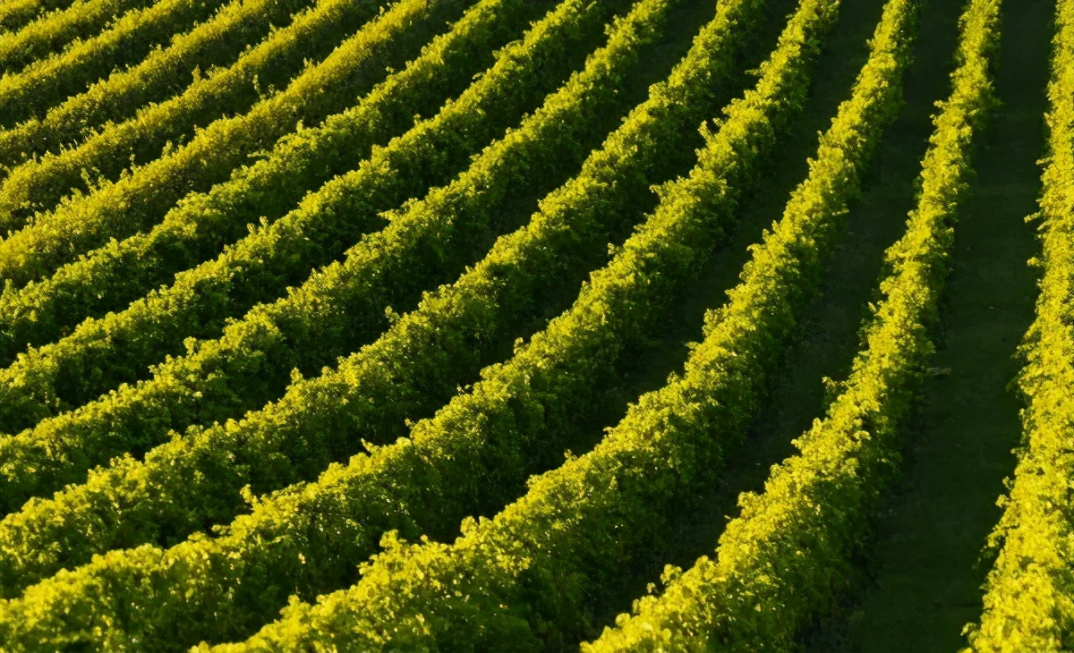 中医能治愈血小板减少吗,中医治疗血友病有效吗知乎