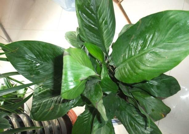 万年青叶子发黄怎么办施什么肥,万年青叶子长白霉如何处理