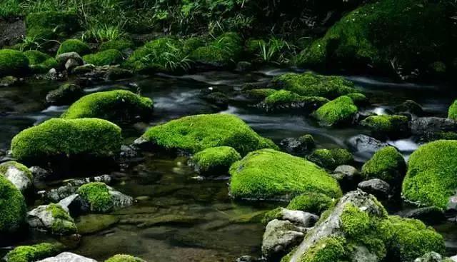 小苔藓最佳治疗方法,小型苔藓微景观怎么养