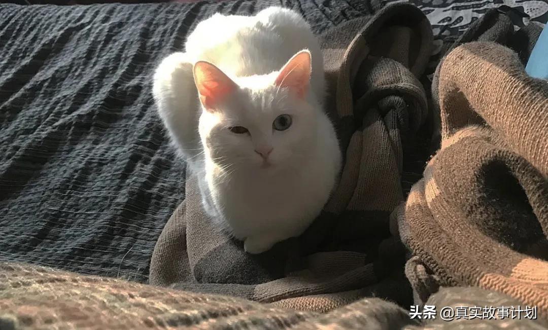 单人单人床,单人房是单人床吗