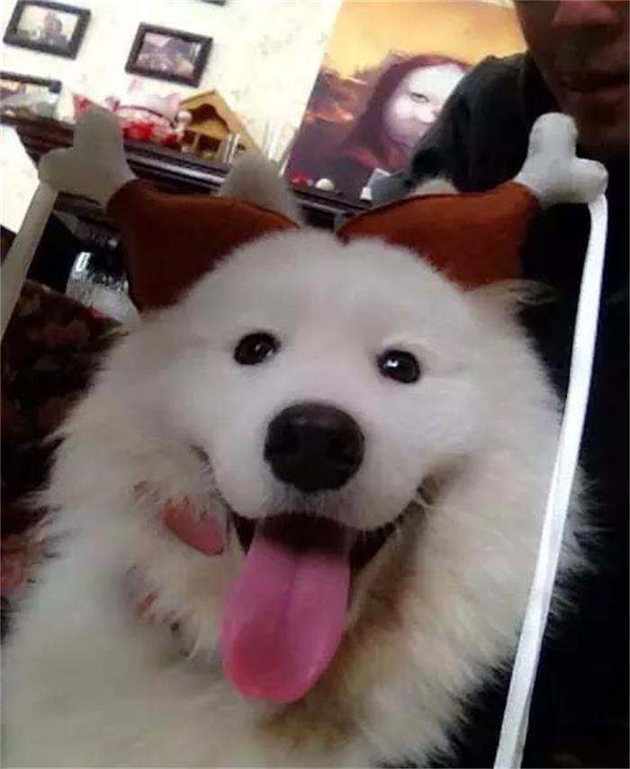 萨摩耶拆家,萨摩耶为什么这么会拆家