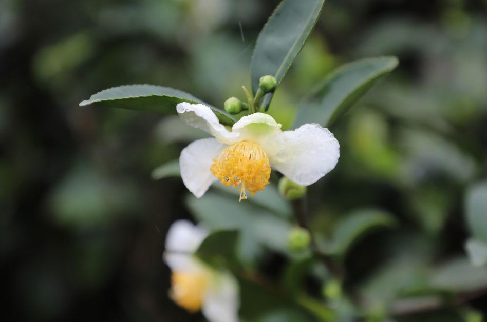 真正的台湾茶,最火的台湾茶