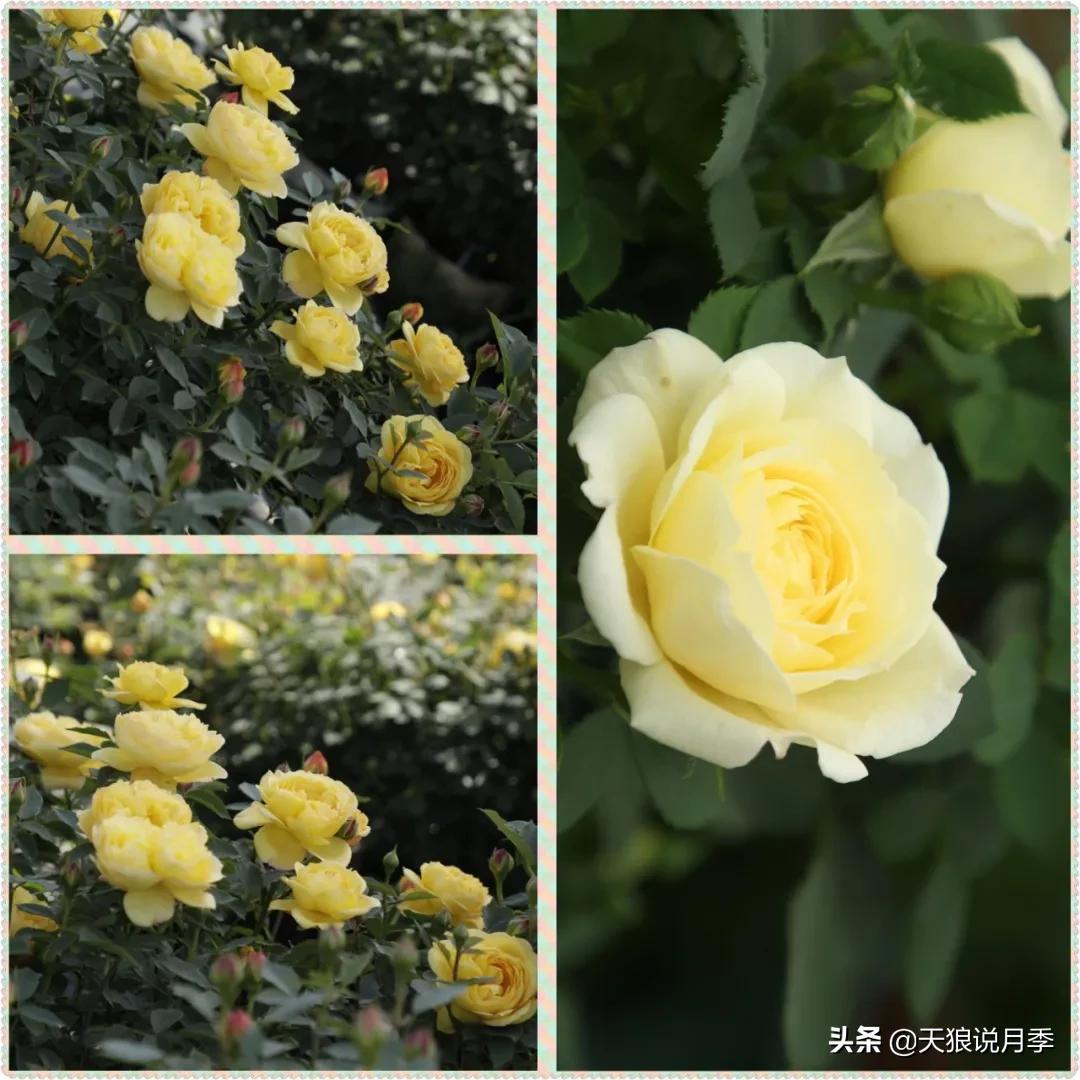 又一个十年,国产自育品种