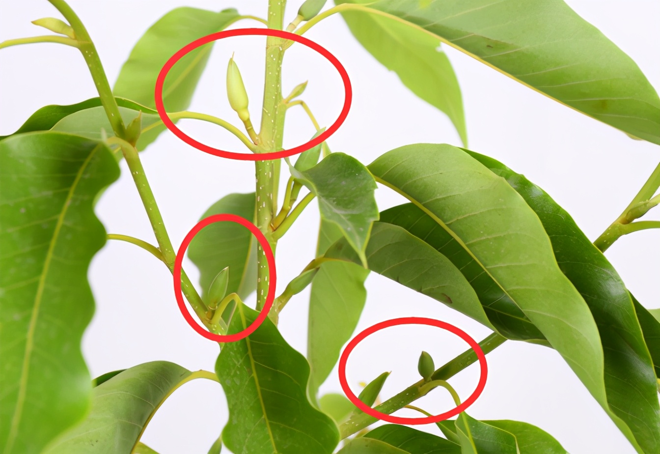 白兰花开花不香是什么原因,白兰花开得不香怎么回事