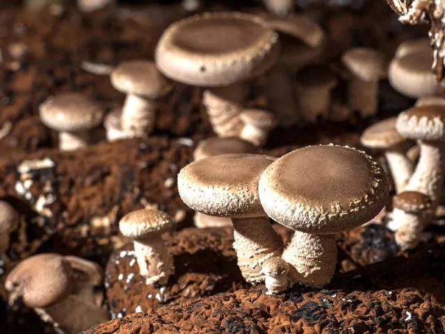 2017年香菇行情预测,10万袋香菇纯利润