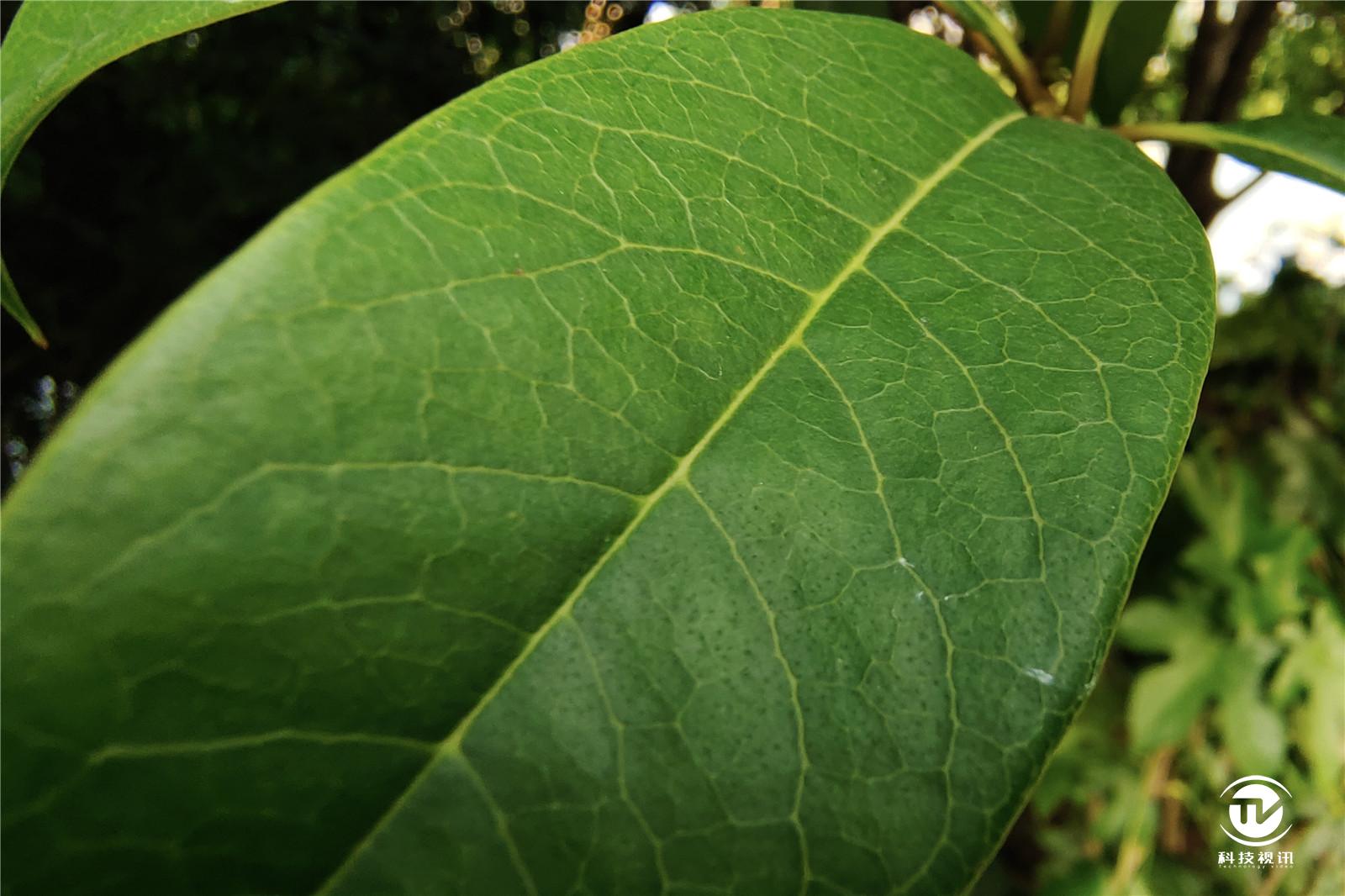 骁龙865的iqoo手机,iqoo5骁龙865开90帧