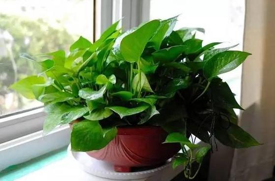 绿萝需要什么样的肥料才能够旺盛,绿萝用什么肥料养才能更旺盛