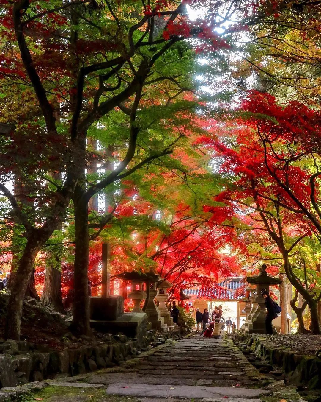 做个‘追枫少女’领略红叶之美！