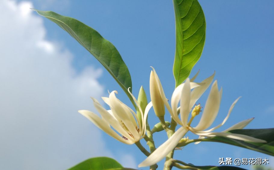 佛教为什么有五树六花,佛教中的五树六花图片