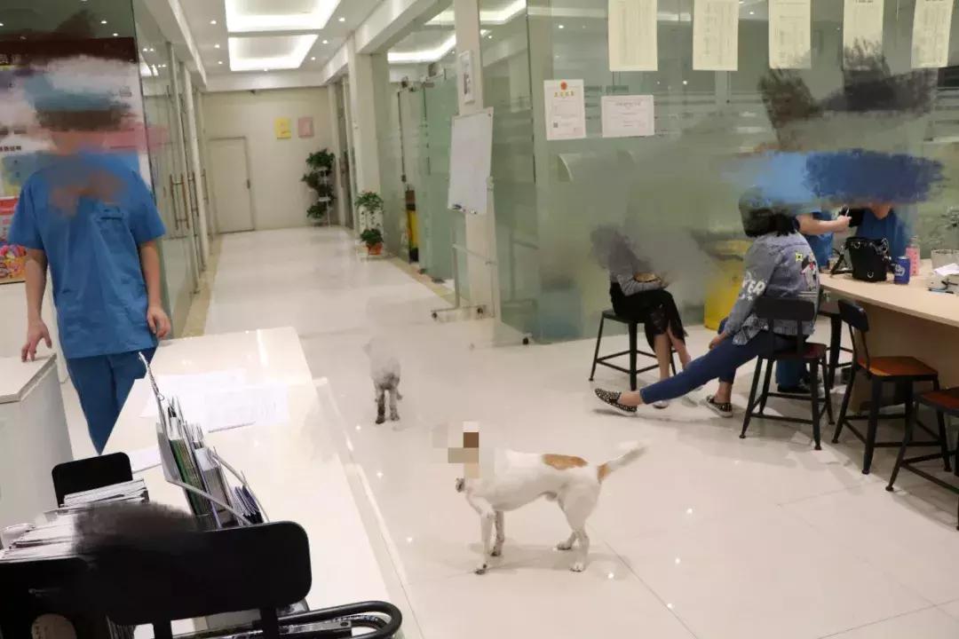 宠物经济正当时：有人喊爱宠儿子女儿，有人花数万买巴掌大墓地