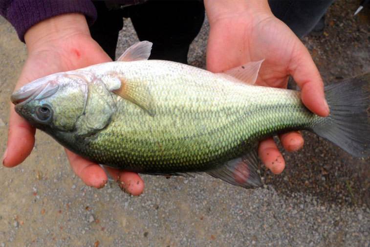 养鱼怎么增加存活率,科学养鱼的正确方法和思路