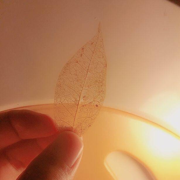 幼儿书签夏天树叶书签,捡一片树叶做书签不要叶脉书签