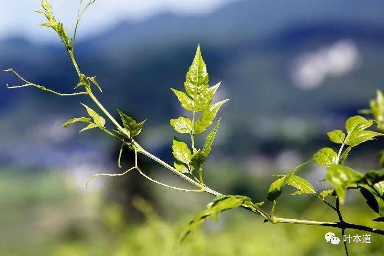 瑞幸造假风波投资者如何防止踩雷,瑞幸为什么那么能迅速上市