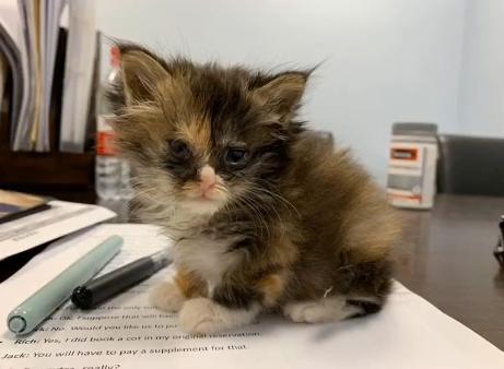 捡到一只流浪猫眼睛烂了怎么办,捡了一只生病的小奶猫