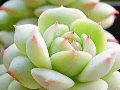 怎么种多肉叶插,怎么种多肉老桩才能成活