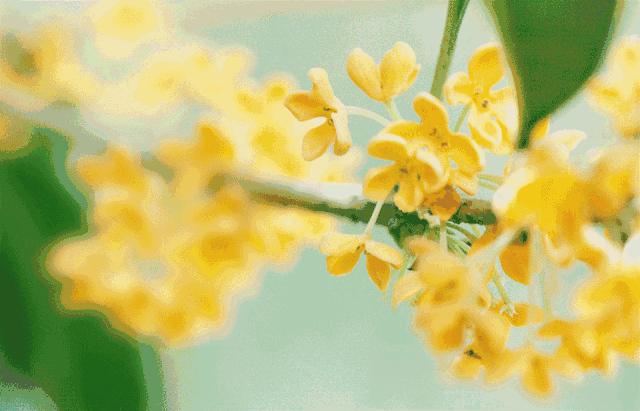 你是几月出生就注定你是什么性格,每月用什么花来代表人的性格