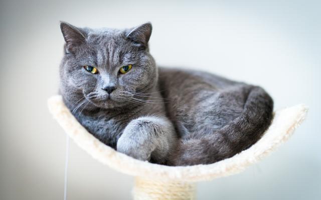 英短猫性格优点缺点,英短猫的优点