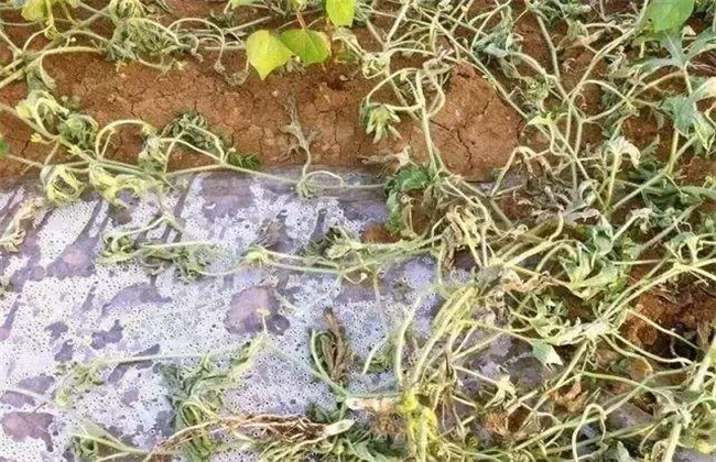 西瓜枯萎病属于真菌还是细菌,西瓜打蔫又不是枯萎病怎么回事