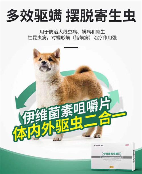 狗狗驱虫药怎么选?雷米高伊维菌素片助你一步到位