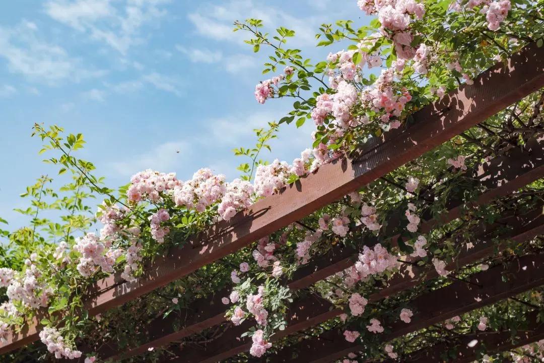 江苏省高校(六十六)苏州大学应用技术学院