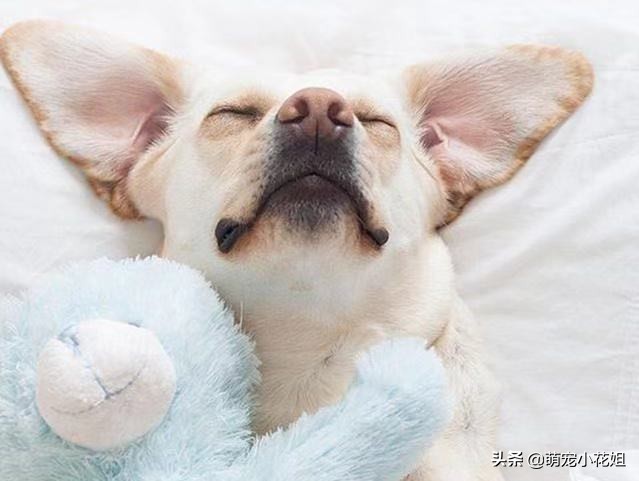 狗狗癫痫无法确诊,辟谣狗狗真的不能喝牛奶吗